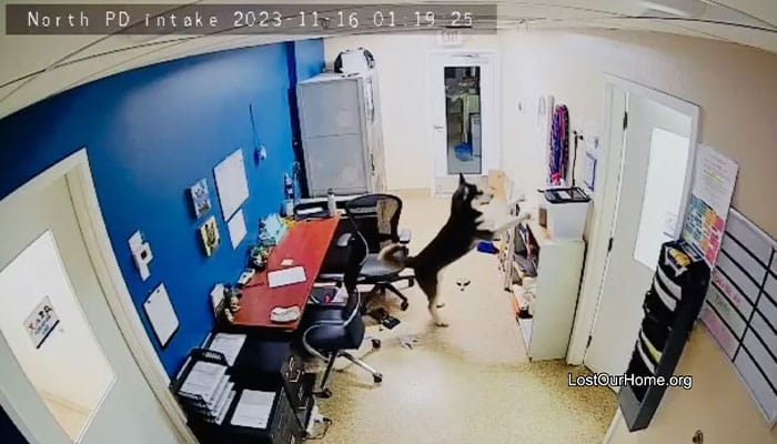 Police Makes “The Cutest Arrest Ever” After Dog Escapes Shelter And Tries To Free His Friends