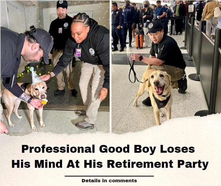 Professional Good Boy Loses His Mind At His Retirement Party