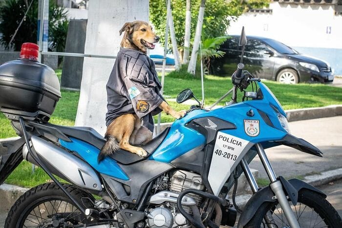 Hired With No Experience: Street Dog Persistently Visited Police Station Until He Got Adopted