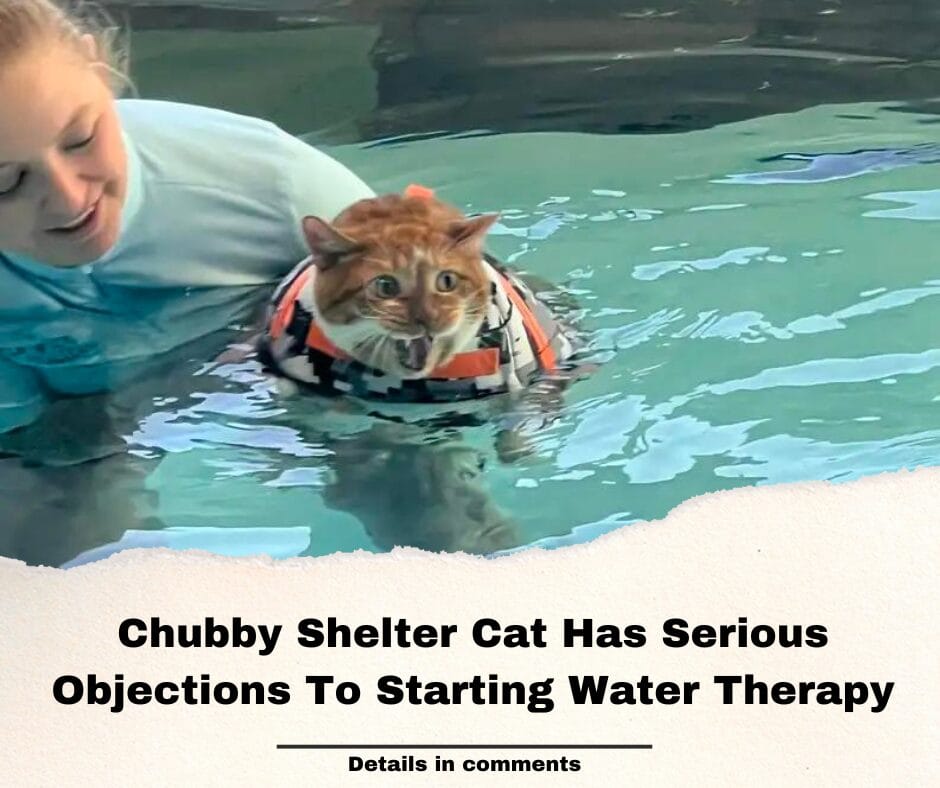 Chubby Shelter Cat Has Serious Objections To Starting Water Therapy