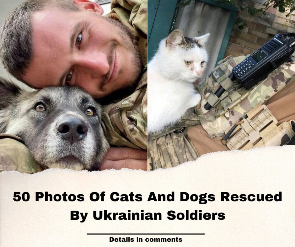 50 Photos Of Cats And Dogs Rescued By Ukrainian Soldiers, Shared By This Instagram Account