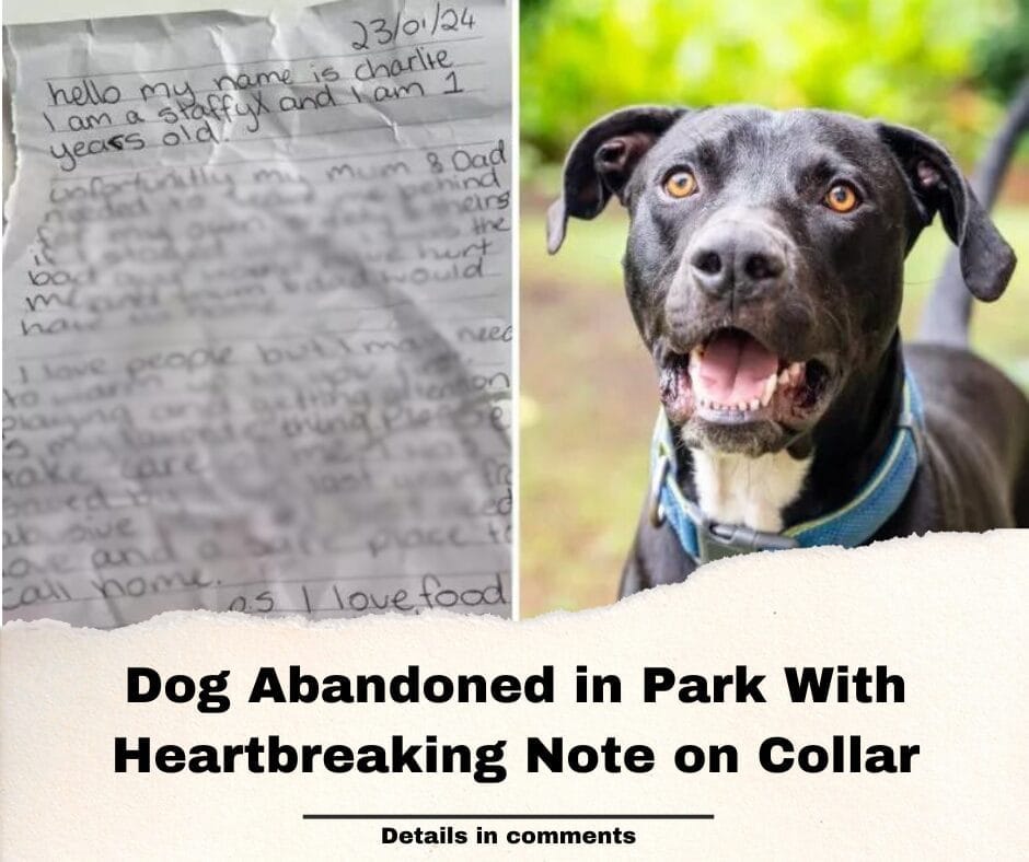 Dog Abandoned in Park With Heartbreaking Note on Collar