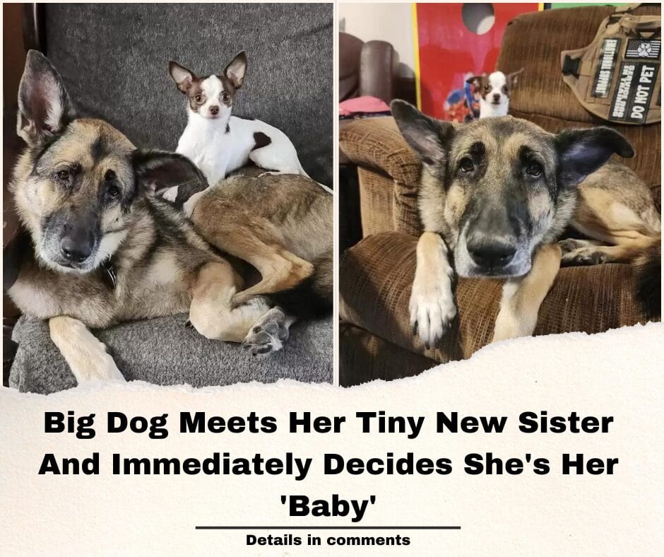 Big Dog Meets Her Tiny New Sister And Immediately Decides She’s Her ‘Baby’