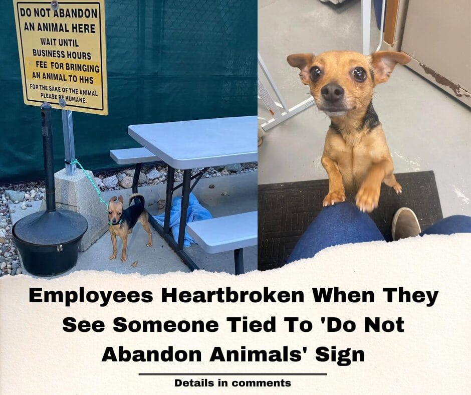 Employees Heartbroken When They See Someone Tied To ‘Do Not Abandon Animals’ Sign