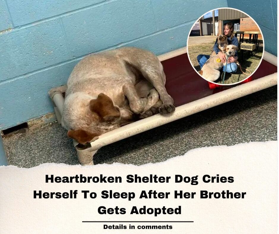 Heartbroken Shelter Dog Cries Herself To Sleep After Her Brother Gets Adopted