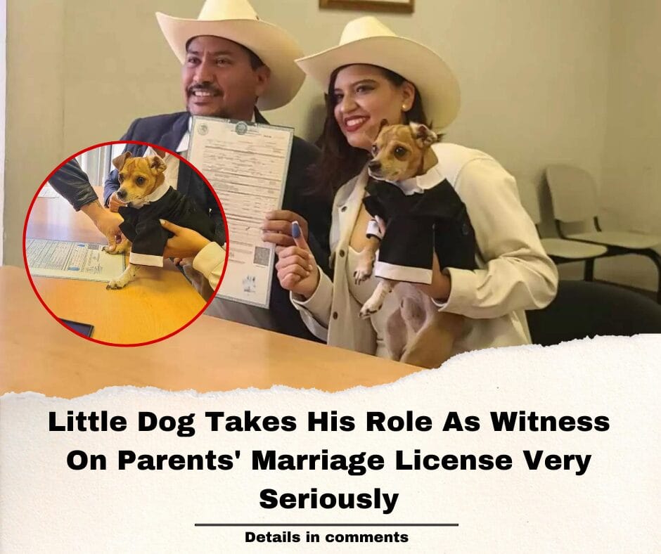 Little Dog Takes His Role As Witness On Parents’ Marriage License Very Seriously