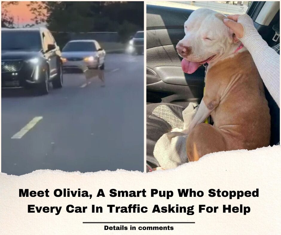 Meet Olivia, A Smart Pup Who Stopped Every Car In Traffic Asking For Help