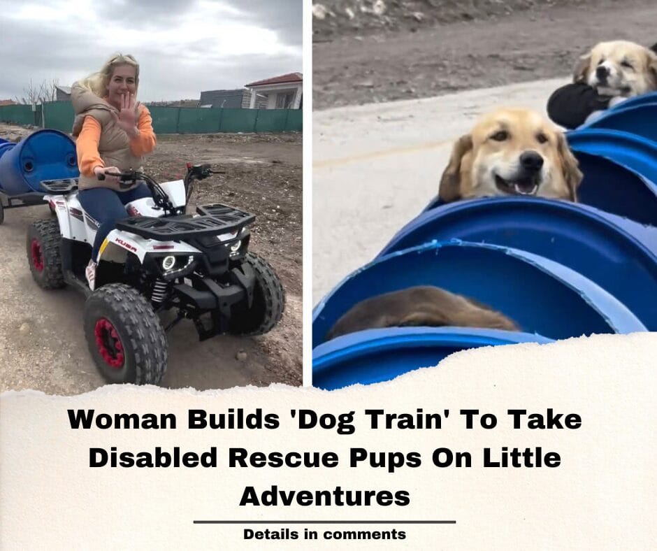 Woman Builds ‘Dog Train’ To Take Disabled Rescue Pups On Little Adventures