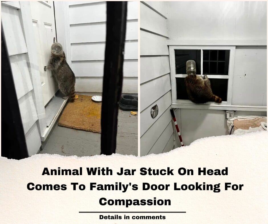 Animal With Jar Stuck On Head Comes To Family’s Door Looking For Compassion