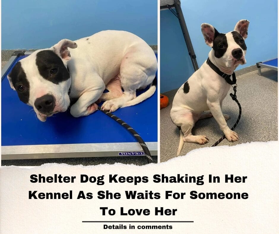 Shelter Dog Keeps Shaking In Her Kennel As She Waits For Someone To Love Her