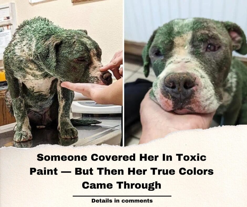 Someone Covered Her In Toxic Paint — But Then Her True Colors Came Through