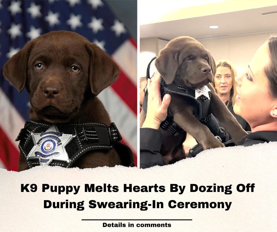 K9 Puppy Melts Hearts By Dozing Off During Swearing-In Ceremony