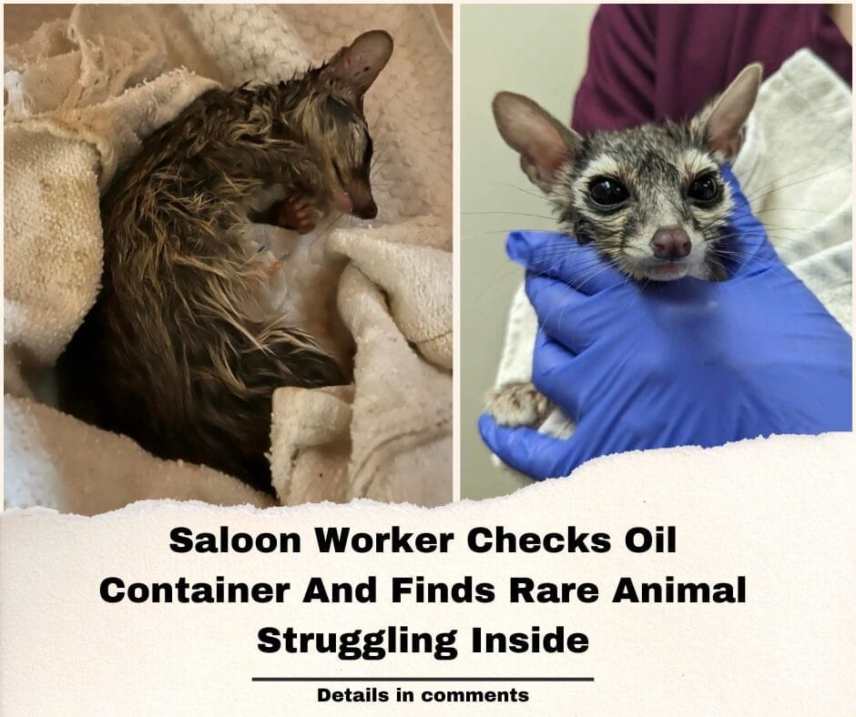 Saloon Worker Checks Oil Container And Finds Rare Animal Struggling Inside