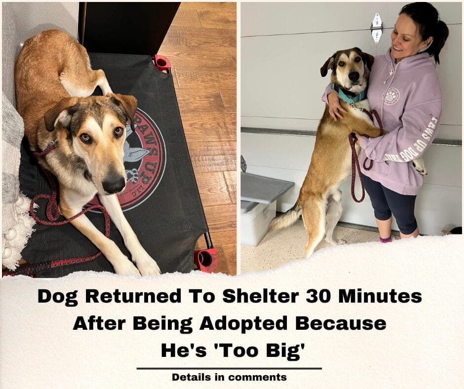 Dog Returned To Shelter 30 Minutes After Being Adopted Because He’s ‘Too Big’