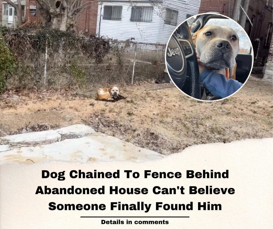 Dog Chained To Fence Behind Abandoned House Can’t Believe Someone Finally Found Him