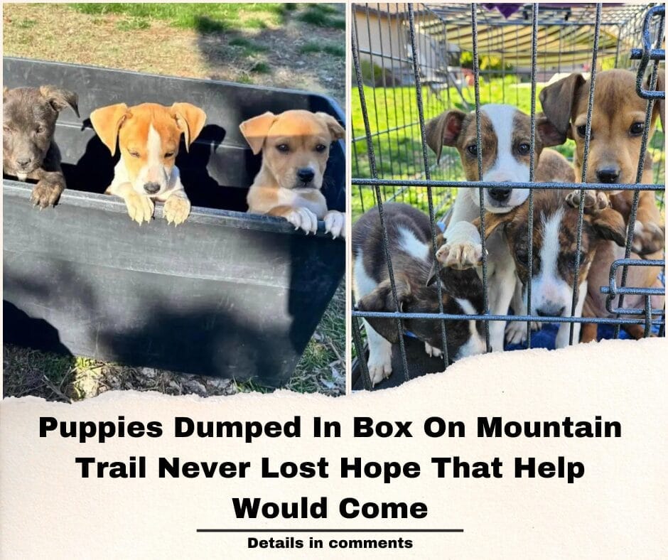 Puppies Dumped In Box On Mountain Trail Never Lost Hope That Help Would Come