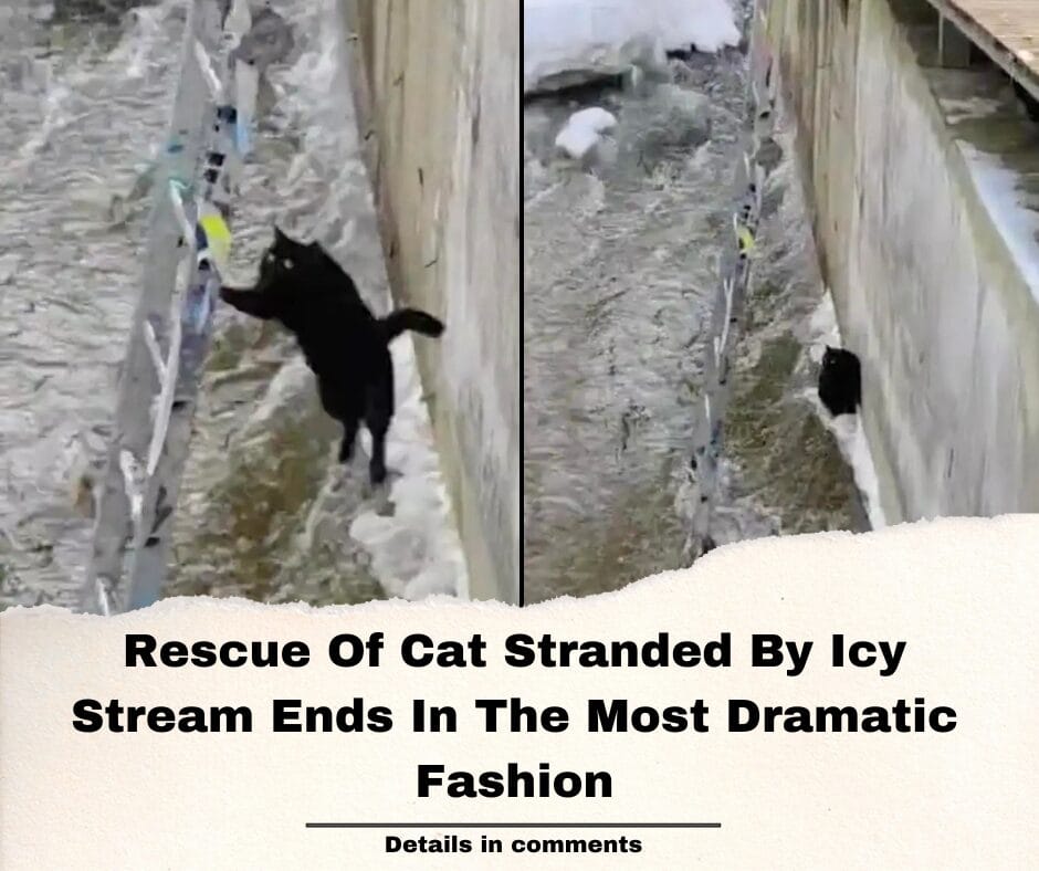 Rescue Of Cat Stranded By Icy Stream Ends In The Most Dramatic Fashion