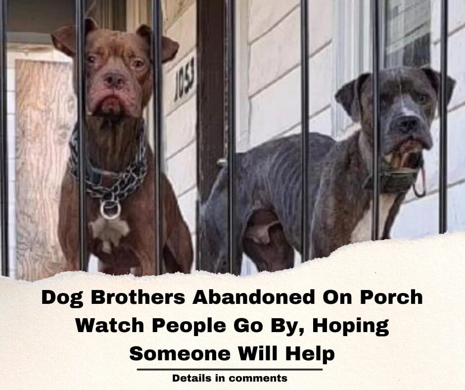 Dog Brothers Abandoned On Porch Watch People Go By, Hoping Someone Will Help
