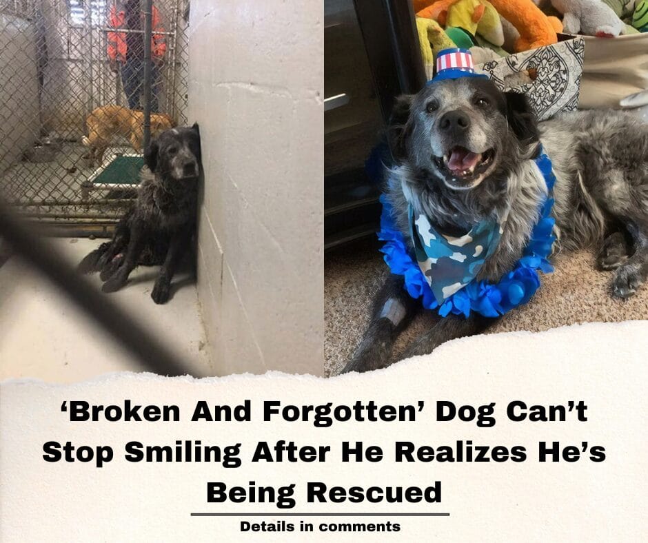 ‘Broken And Forgotten’ Dog Can’t Stop Smiling After He Realizes He’s Being Rescued