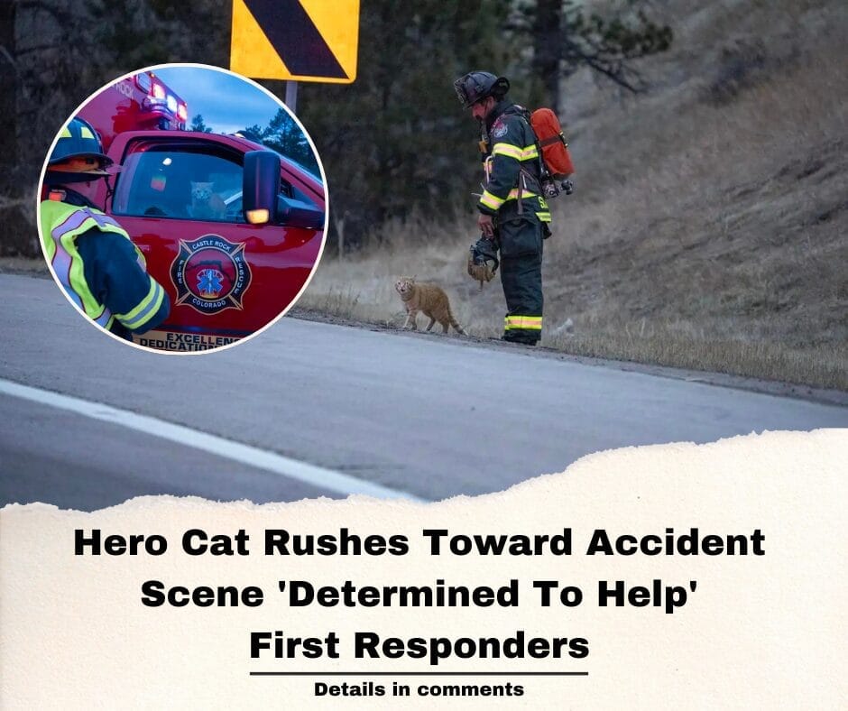 Hero Cat Rushes Toward Accident Scene ‘Determined To Help’ First Responders