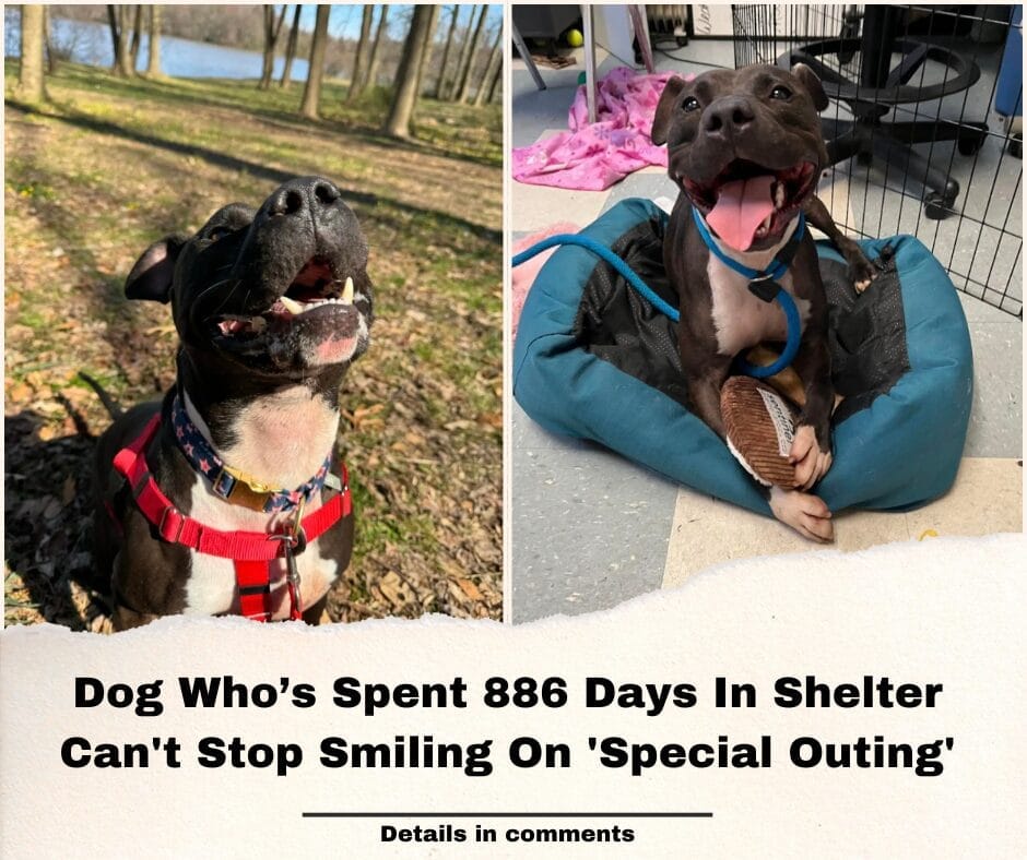 Dog Who’s Spent 886 Days In Shelter Can’t Stop Smiling On ‘Special Outing’