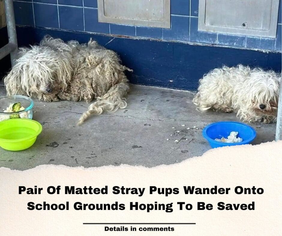 Pair Of Matted Stray Pups Wander Onto School Grounds Hoping To Be Saved