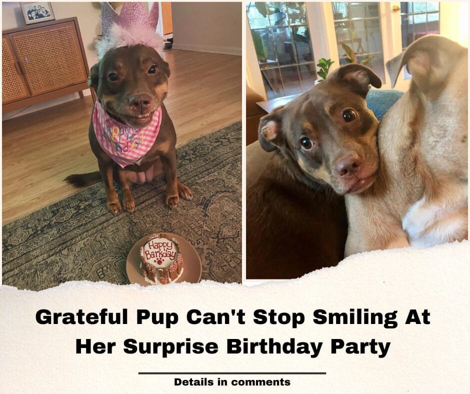 Grateful Pup Can’t Stop Smiling At Her Surprise Birthday Party