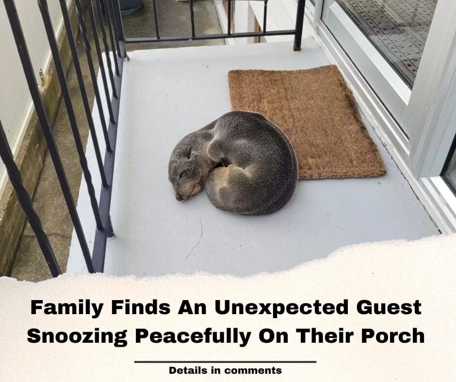 Family Finds An Unexpected Guest Snoozing Peacefully On Their Porch