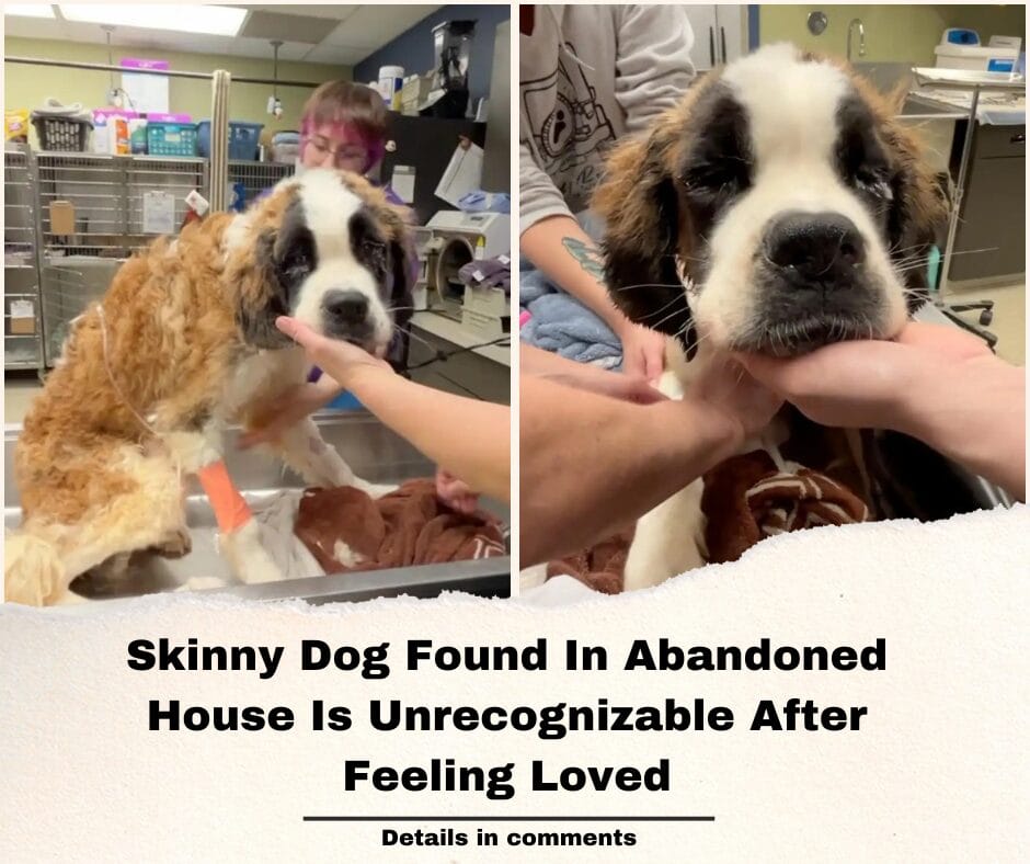 Skinny Dog Found In Abandoned House Is Unrecognizable After Feeling Loved