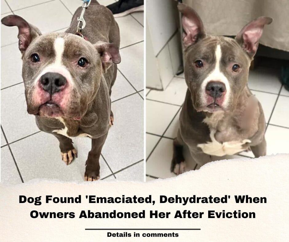Dog Found ‘Emaciated, Dehydrated’ When Owners Abandoned Her After Eviction