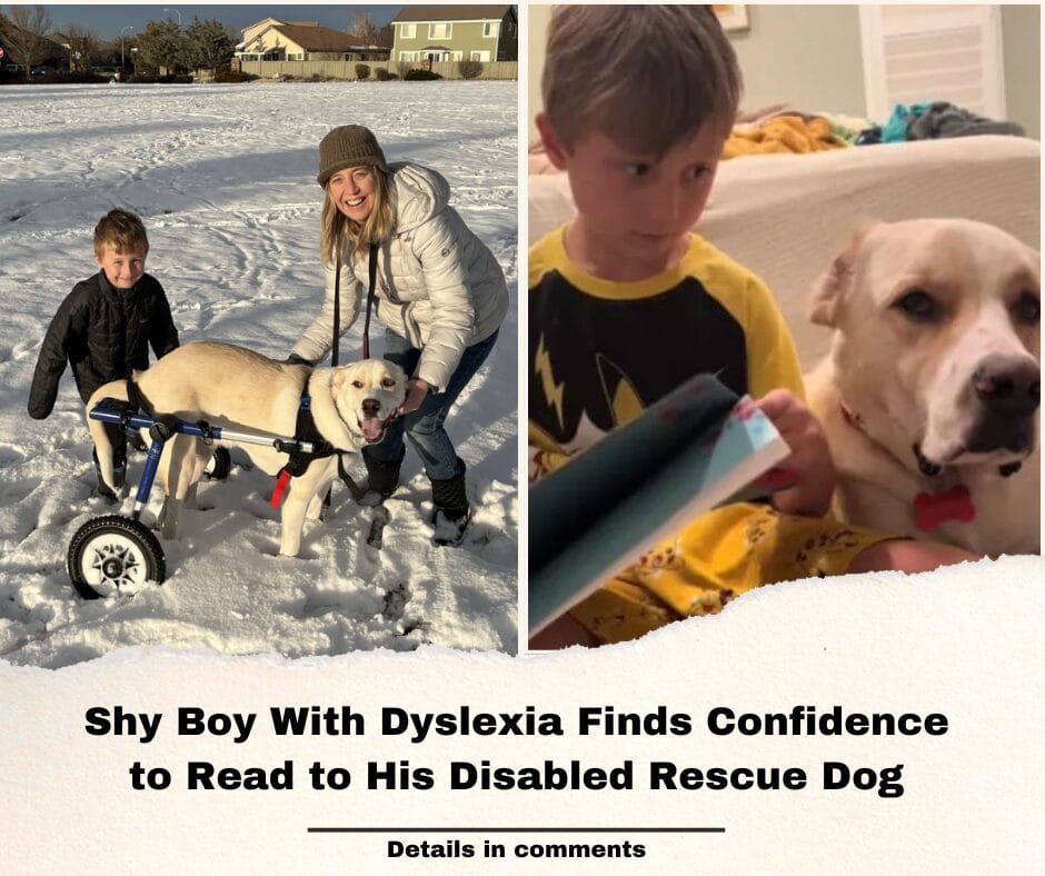 Shy Boy With Dyslexia Finds Confidence to Read to His Disabled Rescue Dog