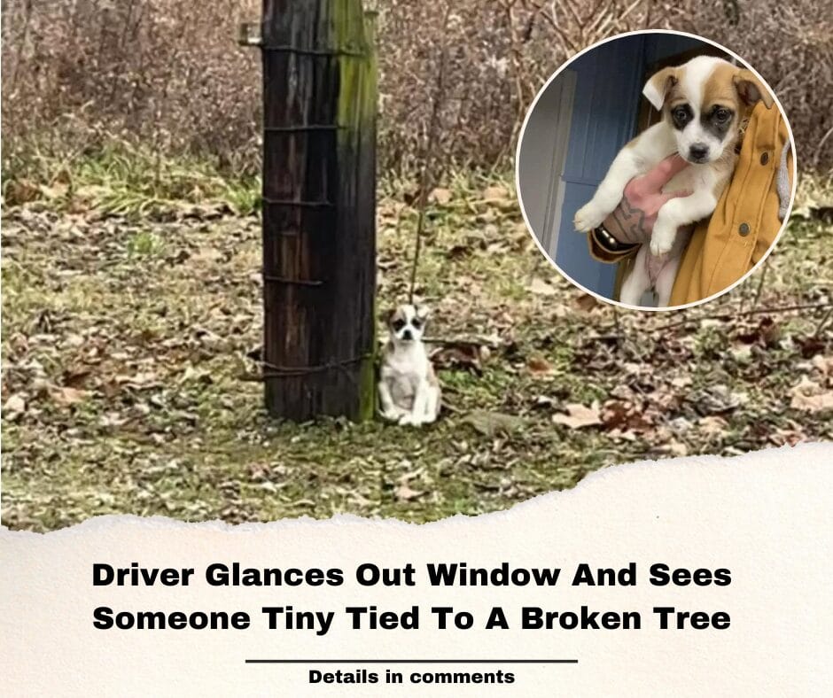 Driver Glances Out Window And Sees Someone Tiny Tied To A Broken Tree