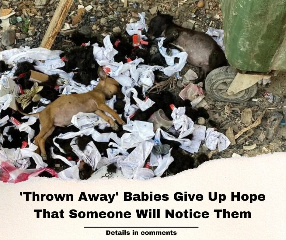 ‘Thrown Away’ Babies Give Up Hope That Someone Will Notice Them