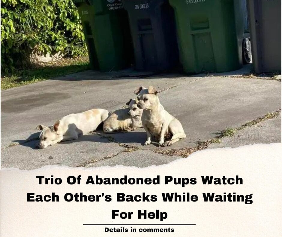 Trio Of Abandoned Pups Watch Each Other’s Backs While Waiting For Help