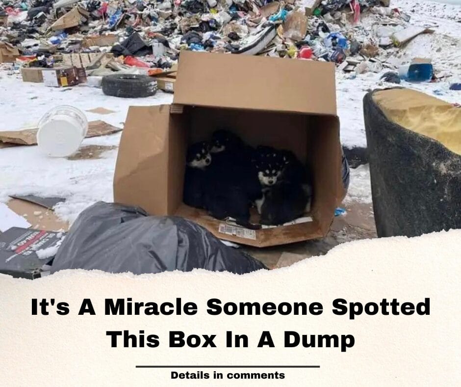 It’s A Miracle Someone Spotted This Box In A Dump