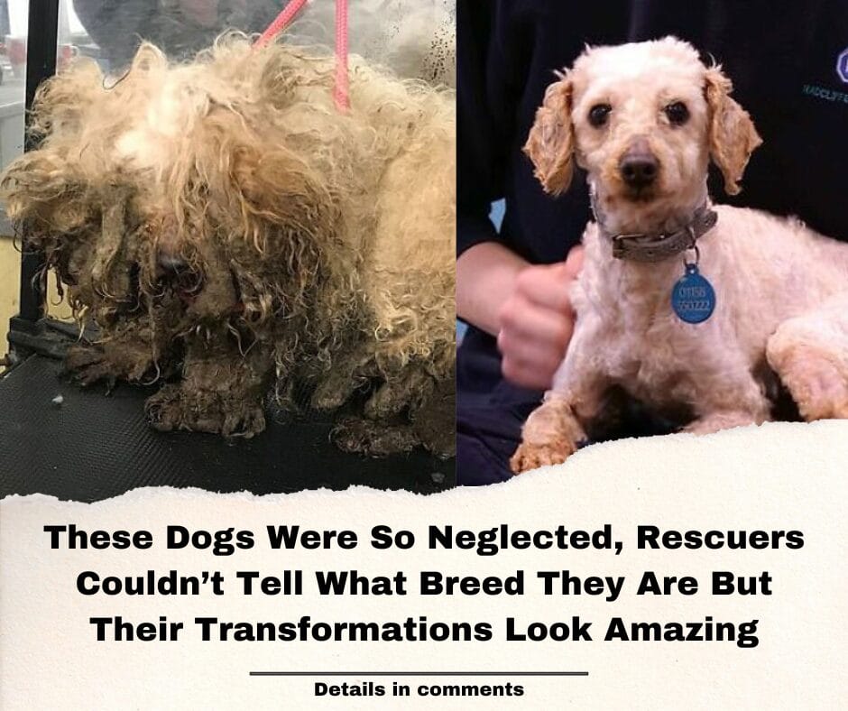 These Dogs Were So Neglected, Rescuers Couldn’t Tell What Breed They Are But Their Transformations Look Amazing