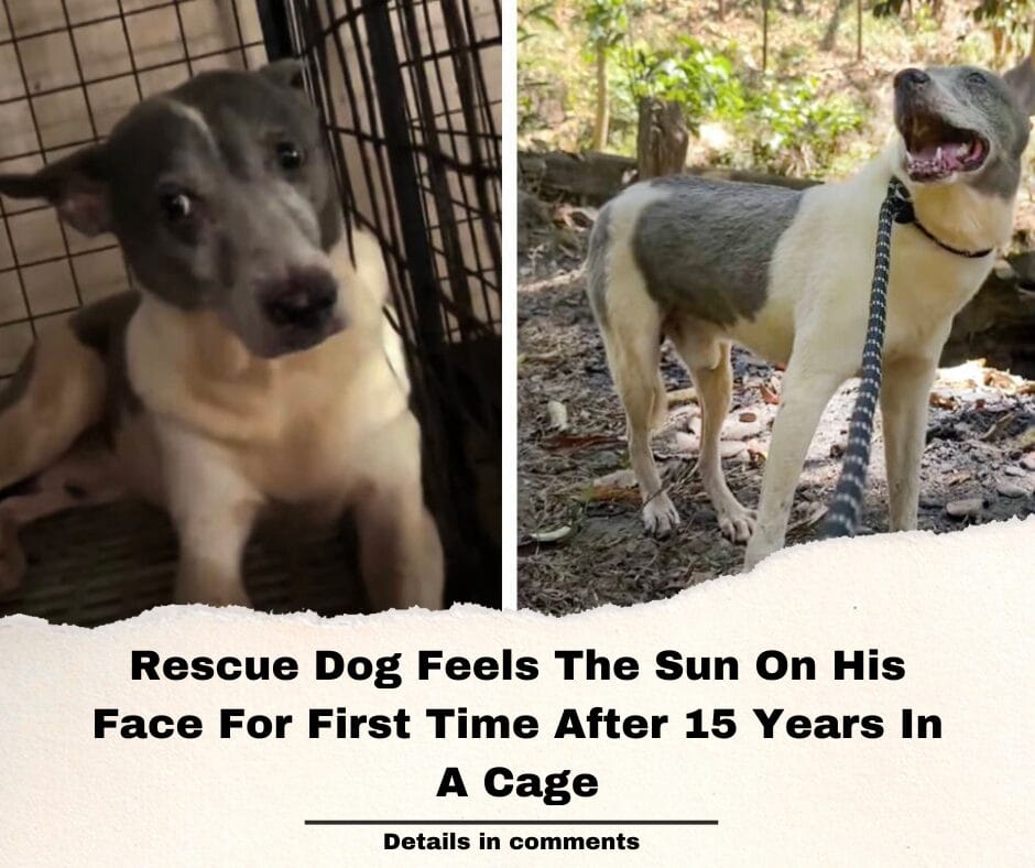 Rescue Dog Feels The Sun On His Face For First Time After 15 Years In A Cage