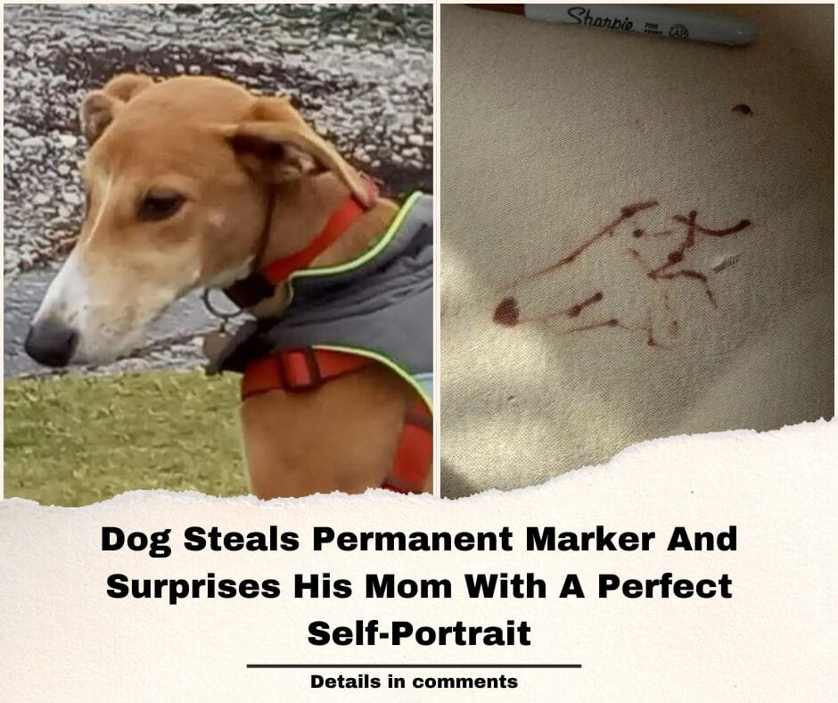 Dog Steals Permanent Marker And Surprises His Mom With A Perfect Self-Portrait