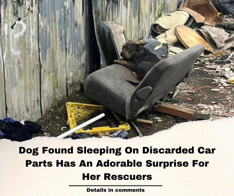 Dog Found Sleeping On Discarded Car Parts Has An Adorable Surprise For Her Rescuers