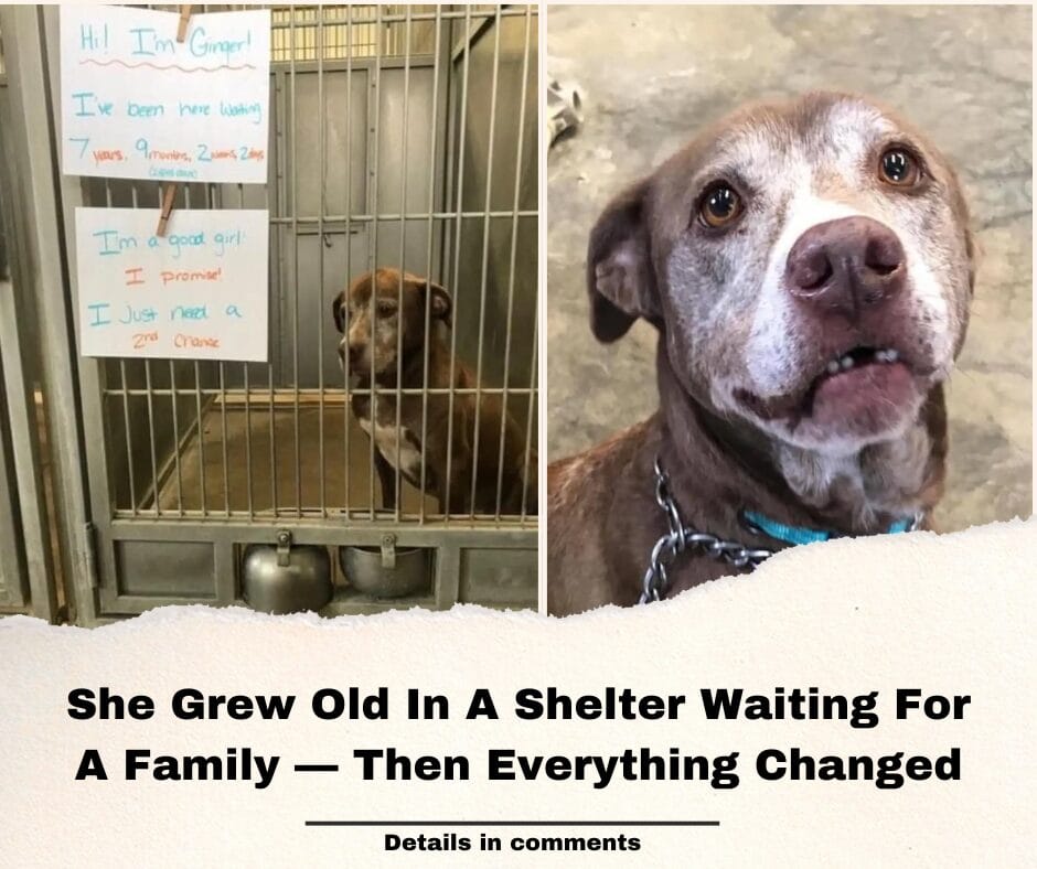 She Grew Old In A Shelter Waiting For A Family — Then Everything Changed