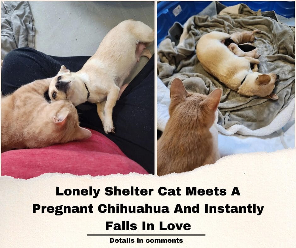 Lonely Shelter Cat Meets A Pregnant Chihuahua And Instantly Falls In Love
