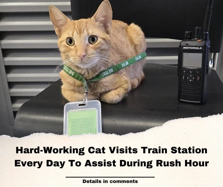 Hard-Working Cat Visits Train Station Every Day To Assist During Rush Hour