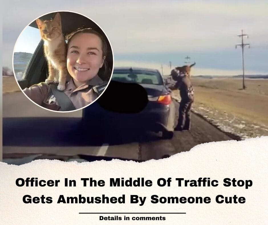 Officer In The Middle Of Traffic Stop Gets Ambushed By Someone Cute