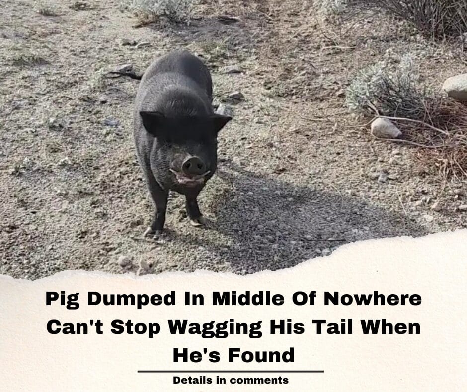 Pig Dumped In Middle Of Nowhere Can’t Stop Wagging His Tail When He’s Found