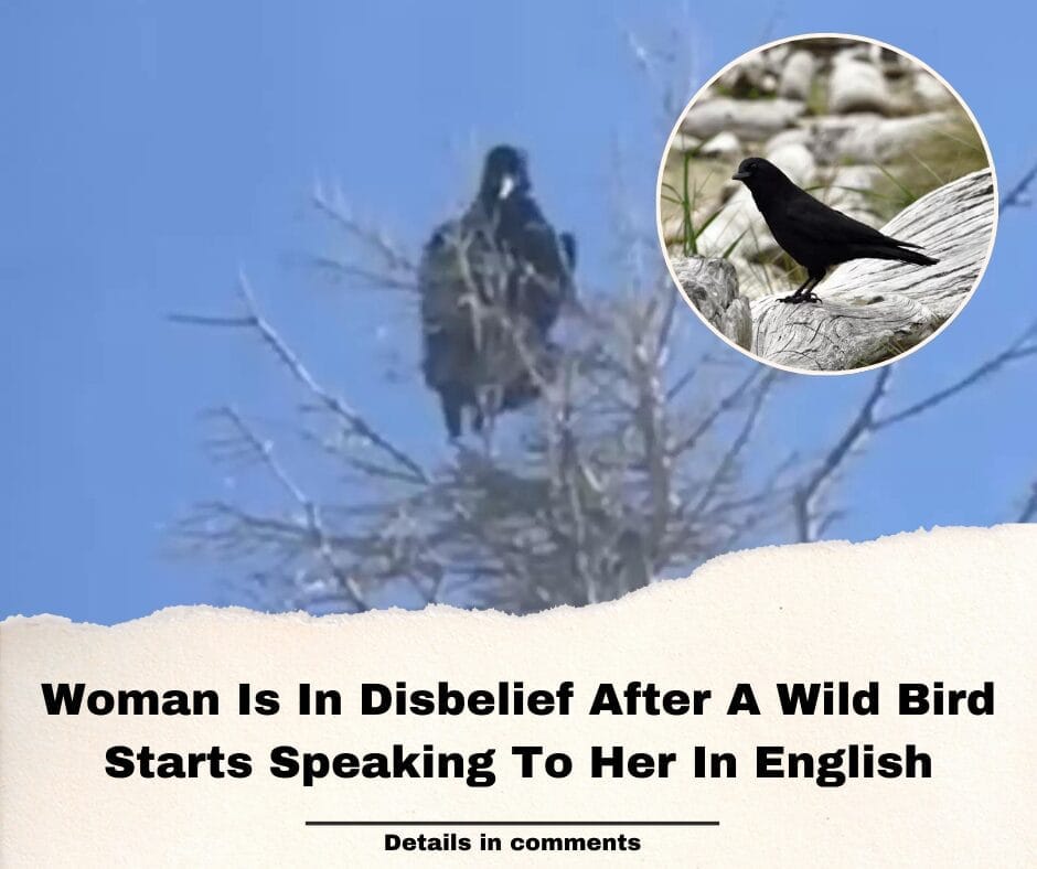 Woman Is In Disbelief After A Wild Bird Starts Speaking To Her In English
