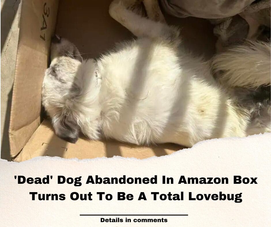 ‘Dead’ Dog Abandoned In Amazon Box Turns Out To Be A Total Lovebug