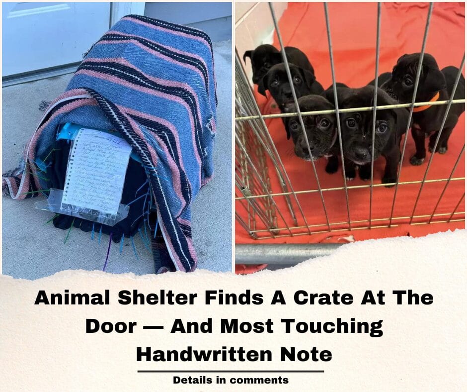 Animal Shelter Finds A Crate At The Door — And Most Touching Handwritten Note