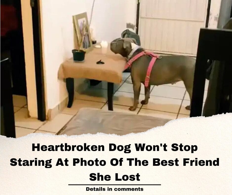 Heartbroken Dog Won’t Stop Staring At Photo Of The Best Friend She Lost