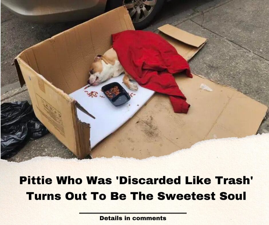 Pittie Who Was ‘Discarded Like Trash’ Turns Out To Be The Sweetest Soul