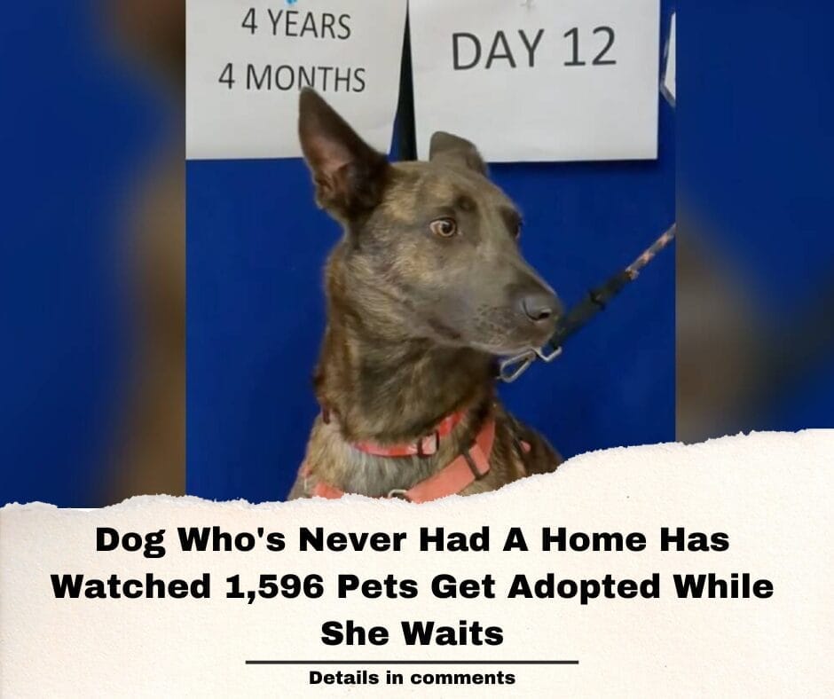 Dog Who’s Never Had A Home Has Watched 1,596 Pets Get Adopted While She Waits